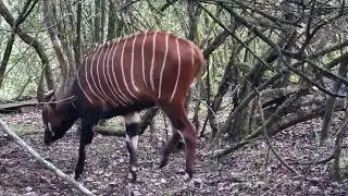 Mount Kenya Wildlife Conservancy Celebrates Birth of 100th Mountain Bongo -#Tourism in Kenya🇰🇪 