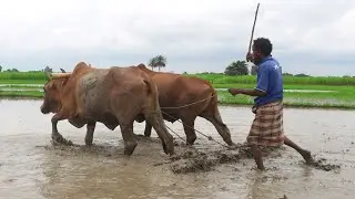 Ongole Bullock Work in Mud Water Paddy Land | Bullock Ploughing Land | Cow Videos