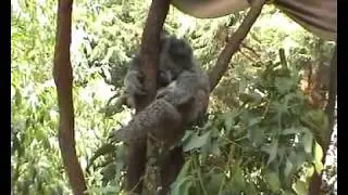 Australia tour 2003 | a cappella | Close Harmony Friends