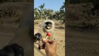 Can You Believe How Gently This Monkey Takes Food? 😲