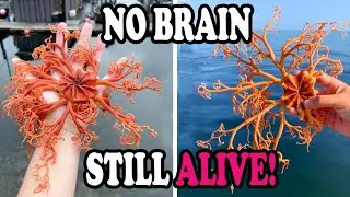 Basket Star 🐙| The Ocean&rsquo;s Living Net!