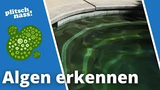 Fr&uuml;hzeitig Algen im Pool erkennen & entfernen mit Flockungsmittel