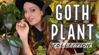 Goth Houseplant Collection | Black & Red Leaved Houseplants