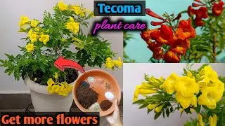 Best Summer Flowering Plant Tecoma Plant Care | Tecoma Plant Fertilizer to get more Flowers