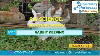 P4 Class SCIENCE Self Study Lesson on Topic: RABBIT KEEPING