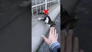 Istanbul cats / İstanbul Kedileri 🐈😸 #istanbul #tiktok #travel #turkey #viral #cat #comedy