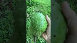 Ripe soursop ready to eat