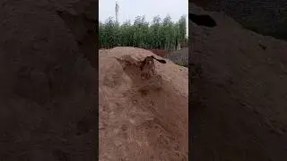 Puppy Funny Drilling Sand #shorts