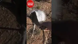 Lums@1 - My dad found this baby springbok stuck on a fence and saved it 😍#foryoupage #viral