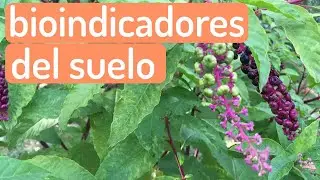 🟠 La peligrosa Phytolacca americana ☠︎ PLANTAS BIOINDICADORAS #Shorts