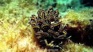 cyerce nigricans, Nosy Be Madagascar, Opisthobranche