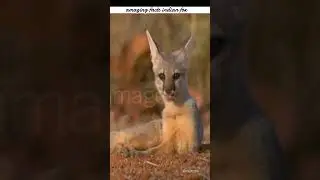 Bengal fox ki rochak tatthay 🦊#amazingfacts #facts