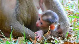 Monkey & Primates, Wildlife, Animal, Nature Relax