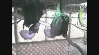 FelixnFernando 12/01/2012 Cam - 22 - flying fox australian bats (wildlife) Rescued