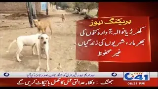 Citizens Unsafe from Stray Dogs