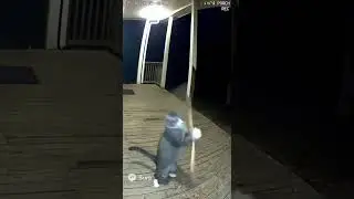 Ninja Cat caught on CCTV 😹🥋