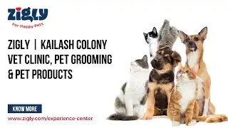 Zigly  Kailash Colony Vet Clinic, Pet Grooming & Pet Products - Pet Shop New Delhi, DL | Vet Clinic