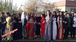 !!NU!! xezaye, tayyan kerevan aşireti düğünleri, serdar sinal düğünü