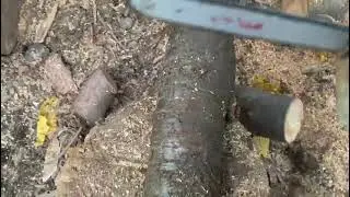 Stihl ms 025 C cu pompiță de amorsare și decompresor proba in lemn (motofierăstrăul este de v&acirc;nzare)
