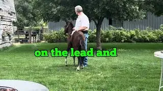 Playing tag with Bella a Lippitt Morgan