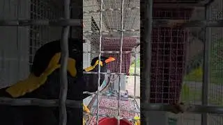 Beo Bird #talking and #singing