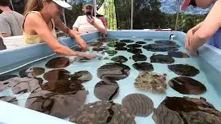 Plant A Million Coral Foundations & Aquarium Divers For Coral Society