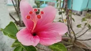 Ants Drinking water from Flower 🌺🐜 | Relaxing Video 🌀✨