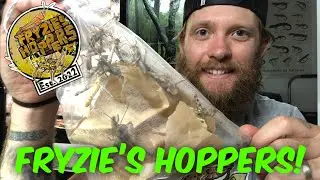 FEEDING FRYZIE&rsquo;S HOPPERS TO MY REPTILES! - NEW grasshopper food source in Australia!