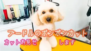 【トイプードル】顔カット！ピーナッツカットお見せします！サマーマイアミポンポンカット