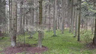 Grzybobranie tydzień przed Bożym Narodzeniem