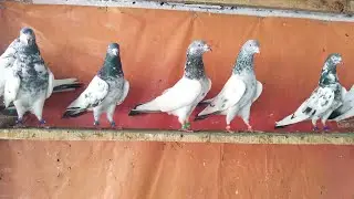 ماشاء اللہ اج بھائیوں کے لئے بریڈر چار جوڑے ٹیڈی گولڈن قیمت مناسب چارج جوڑوں کی10000 کے 03260112462