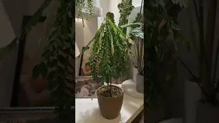 ФИЛЛАНТУС УМЕР. ИНФАРКТ🪴#комнатныерастения #расстения #plants #алоказия