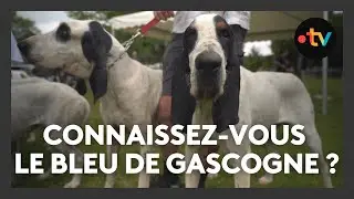 Concours canin : 600 chiens de la crème du Bleu de Gascogne, la nationale d'élevage du club