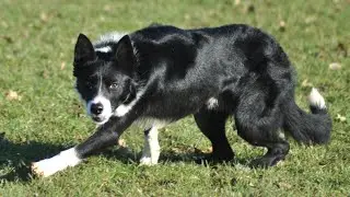Lot 33: Pentre Scott (Short Version) - 04.02.26 Farmers Marts Dolgellau Online Sheepdog Auction
