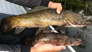 Pescaria de Tra&iacute;ra em Joinville SC- conhe&ccedil;a os melhores pontos de pesca.