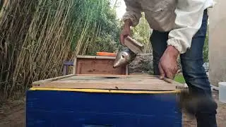 طريقة وضع مصيدة العكبر أو البروبوليس مع التغذية