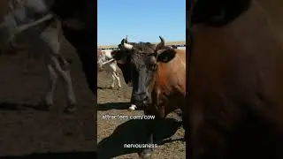 Recognizing Mad Cow Disease Key Symptoms and Early Detection Tips