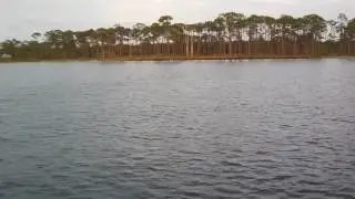Dolphin tour Gulf Shores 5 27 16