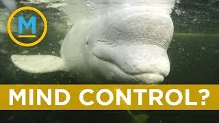 Mind-controlling parasites have been found in beluga whales | Your Morning