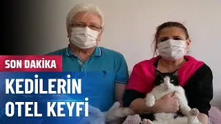 Bu Otelde Kediler &Ccedil;ok Rahat!