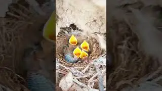 Review Bird Nest