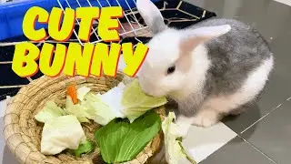 Crunchy Bunny&rsquo;s Green Buffet ASMR &ndash; So Cute!