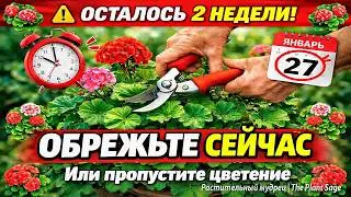 СРОЧНО ОБРЕЖЬТЕ ГЕРАНЬ! ОСТАЛОСЬ 2 НЕДЕЛИ ДО КОНЦА ЯНВАРЯ, ИНАЧЕ ЛЕТО БЕЗ ЦВЕТОВ!