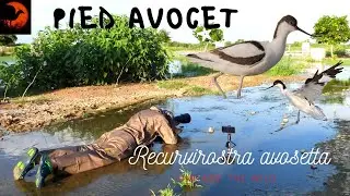Interesting facts about pied Avocet by uncage the wild- Recurvirostra avosetta (Pied Avocet)