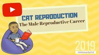 Cat Reproduction : The Male Reproductive Career (2019)