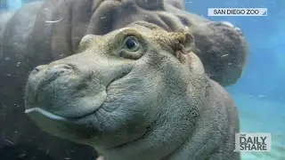 Feel Good Friday: Cute animal edition!