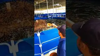 How to give feeds to fish in biofloc tank? #biofloc_fish_farming #bioflocfishfarm #biofloc