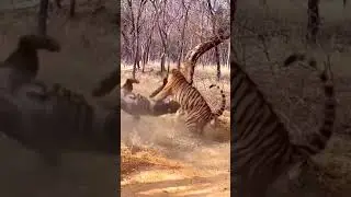Incredible Tigers Battle Caught On Camera #Shorts