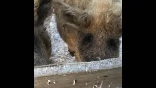ВЕНГЕРСКАЯ ПУХОВАЯ МАНГАЛИЦА ЗИМОВКА