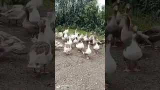 joy farm goose Nakuru